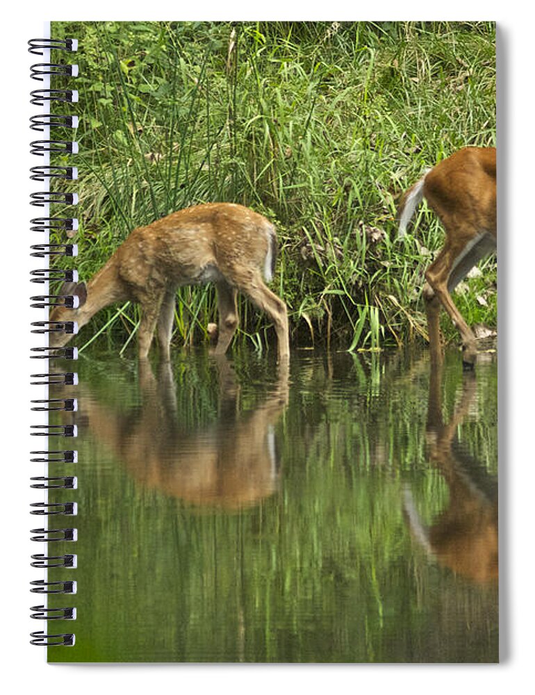 Deer Spiral Notebook featuring the photograph A Cool Drink by Michael Peychich