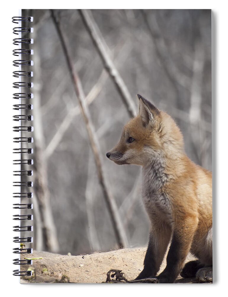 Kit Fox Spiral Notebook featuring the photograph A Cute Kit Fox Portrait 2 by Thomas Young