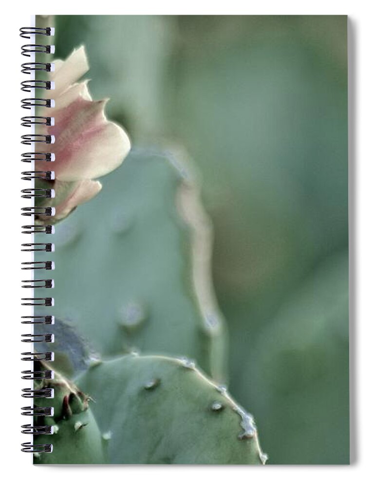 Opuntia Spiral Notebook featuring the photograph A DeserT ShaDE oF PaLE by Angela J Wright