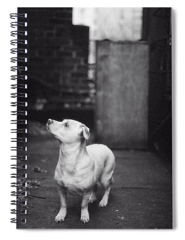 Cityscape Spiral Notebook featuring the photograph Dog on the Roof by Carol Whaley Addassi