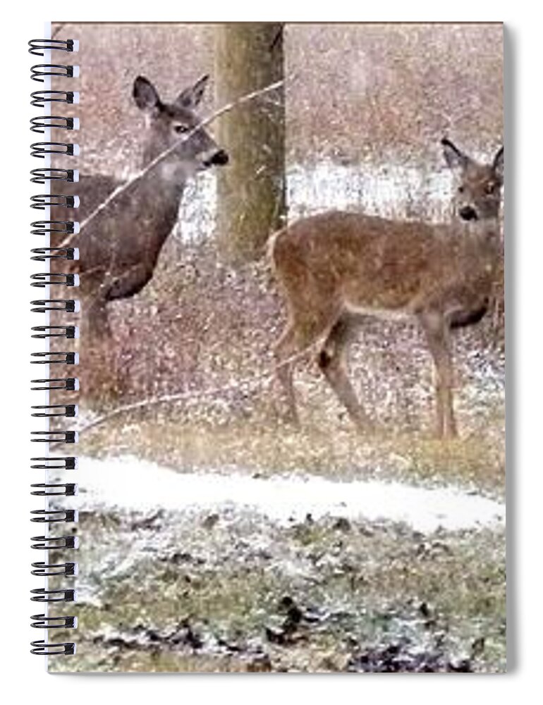 A Dusting On The Deer Spiral Notebook featuring the photograph A Dusting On The Deer by Will Borden