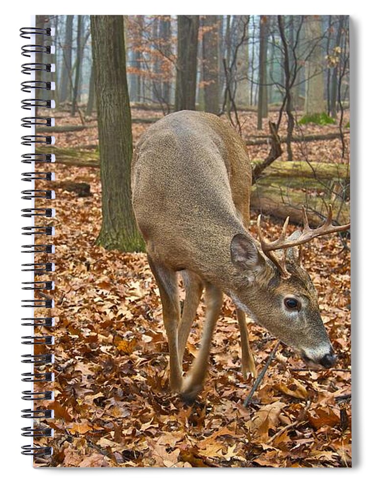 Animal Spiral Notebook featuring the photograph A Eight Point Buck 1261 by Michael Peychich