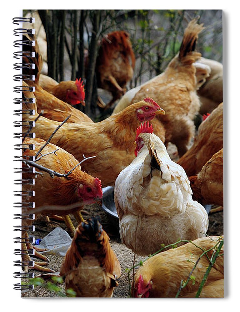 Hen Spiral Notebook featuring the photograph A Gang Of Chicken by Ghostmonger's