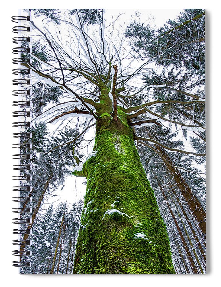 Tranquility Spiral Notebook featuring the photograph A Greenday In The Woods by Alexander Matt Photography