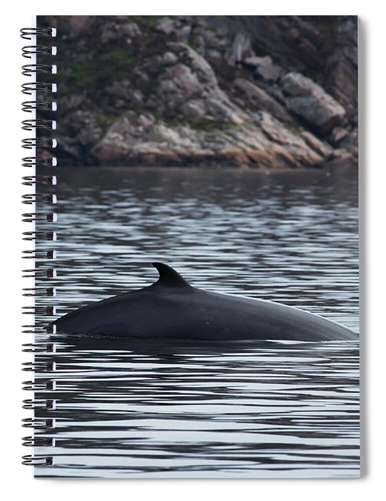 One Animal Spiral Notebook featuring the photograph A Grey Whale Eschrichtius Robustus by John Short / Design Pics