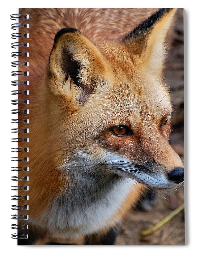 Fox Spiral Notebook featuring the photograph A Little Red Fox by Kathy Baccari