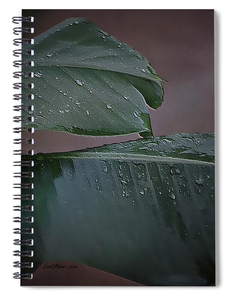 Banana Plant Spiral Notebook featuring the photograph A Little to the Left by Ericamaxine Price