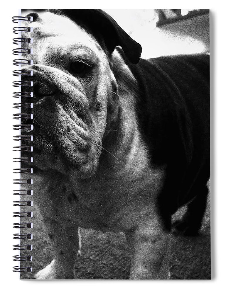 Bulldog Spiral Notebook featuring the photograph A. Lotta Bull...Esq. by Robert McCubbin