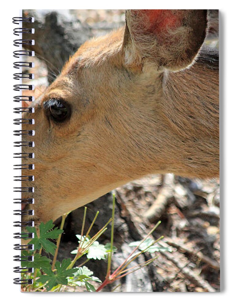 Deer Spiral Notebook featuring the photograph A Nibble Away by Shane Bechler