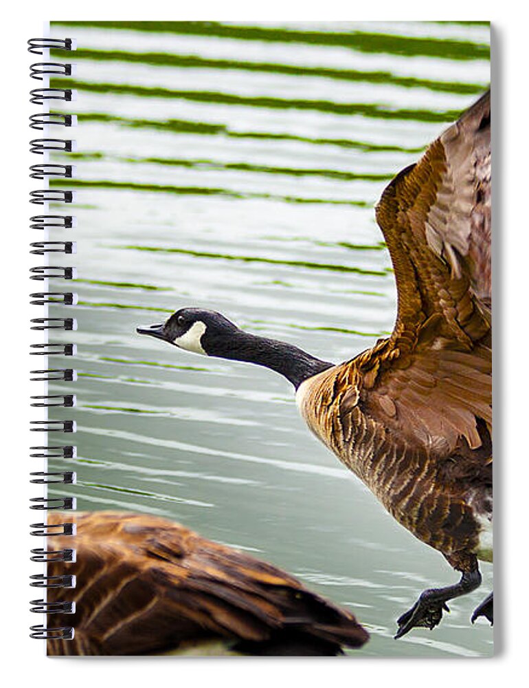 A Pair Of Canada Geese Landing On Rockland Lake Spiral Notebook featuring the photograph A Pair Of Canada Geese Landing On Rockland Lake by Jerry Cowart