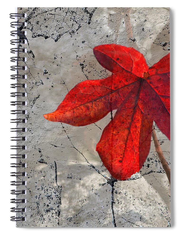 Red Fall Leaf Spiral Notebook featuring the photograph A Perfect Fall Red by Sandi OReilly