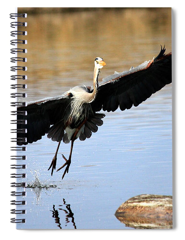 Great Blue Heron Spiral Notebook featuring the photograph A Perfect Landing by Shane Bechler