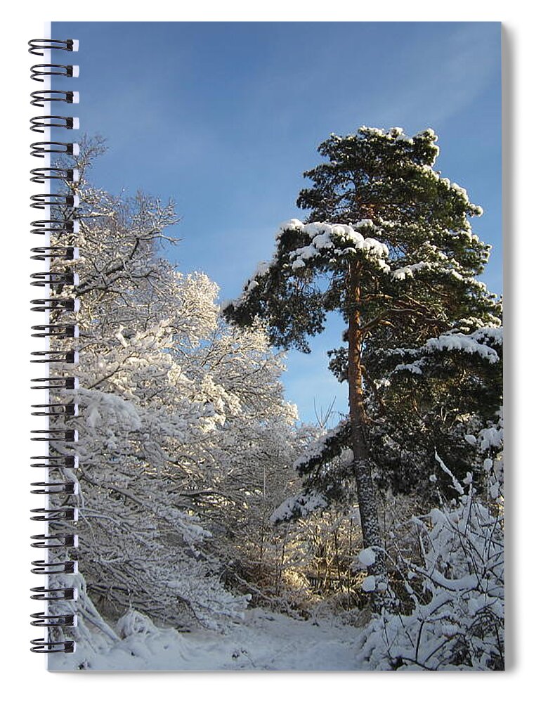 Tree Spiral Notebook featuring the photograph A perfect winterday by Rosita Larsson
