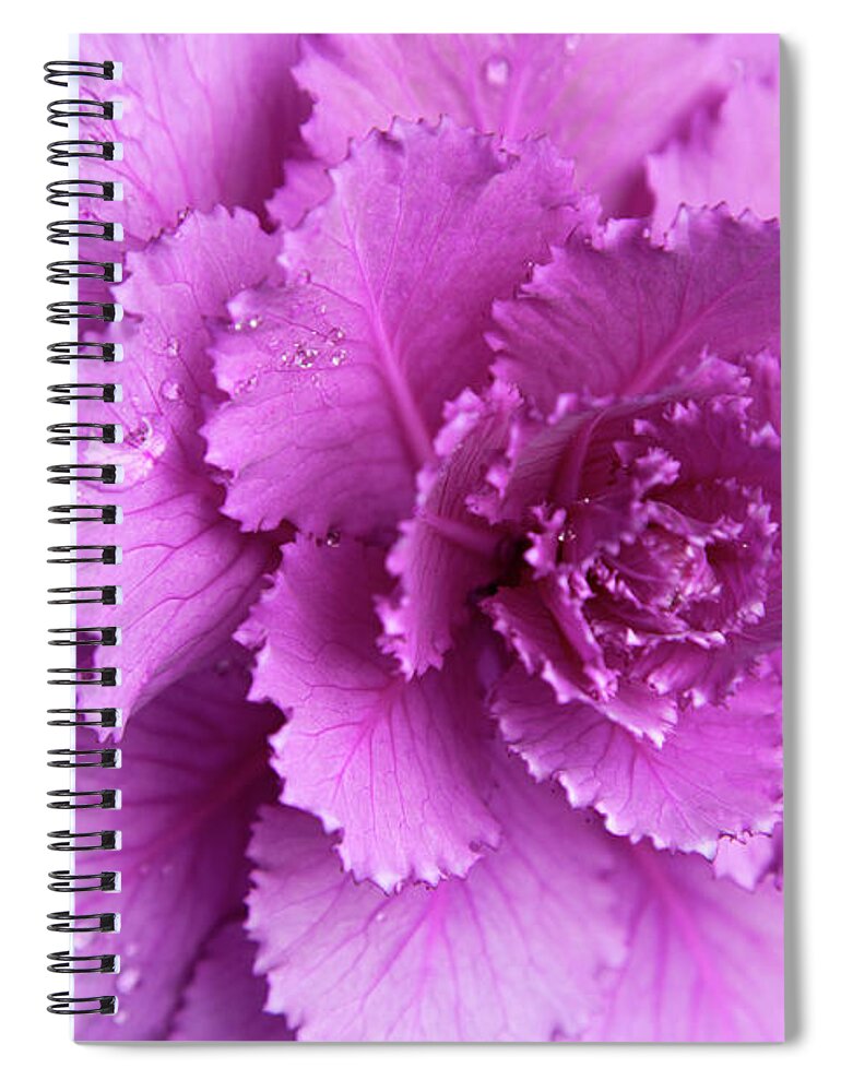Purple Spiral Notebook featuring the photograph A Pink Flower by Tobias Titz