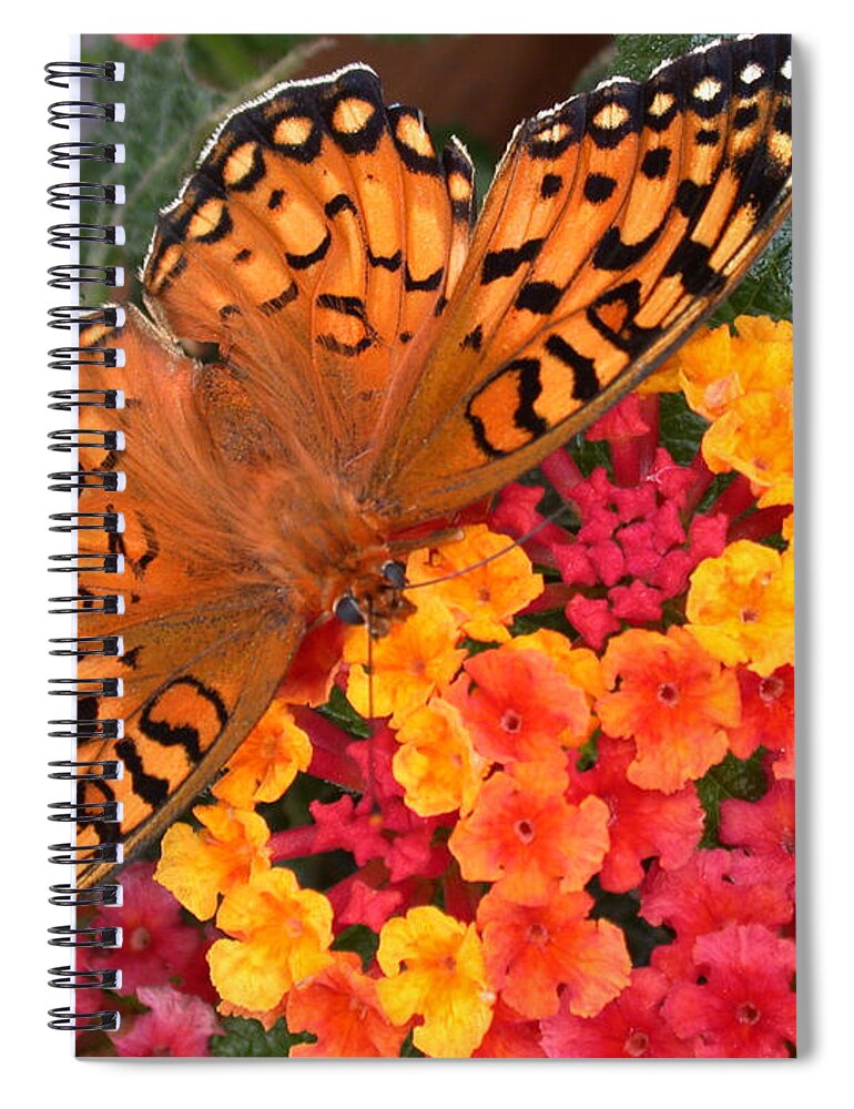 Butterfly Spiral Notebook featuring the photograph A Quick Snack by Shane Bechler