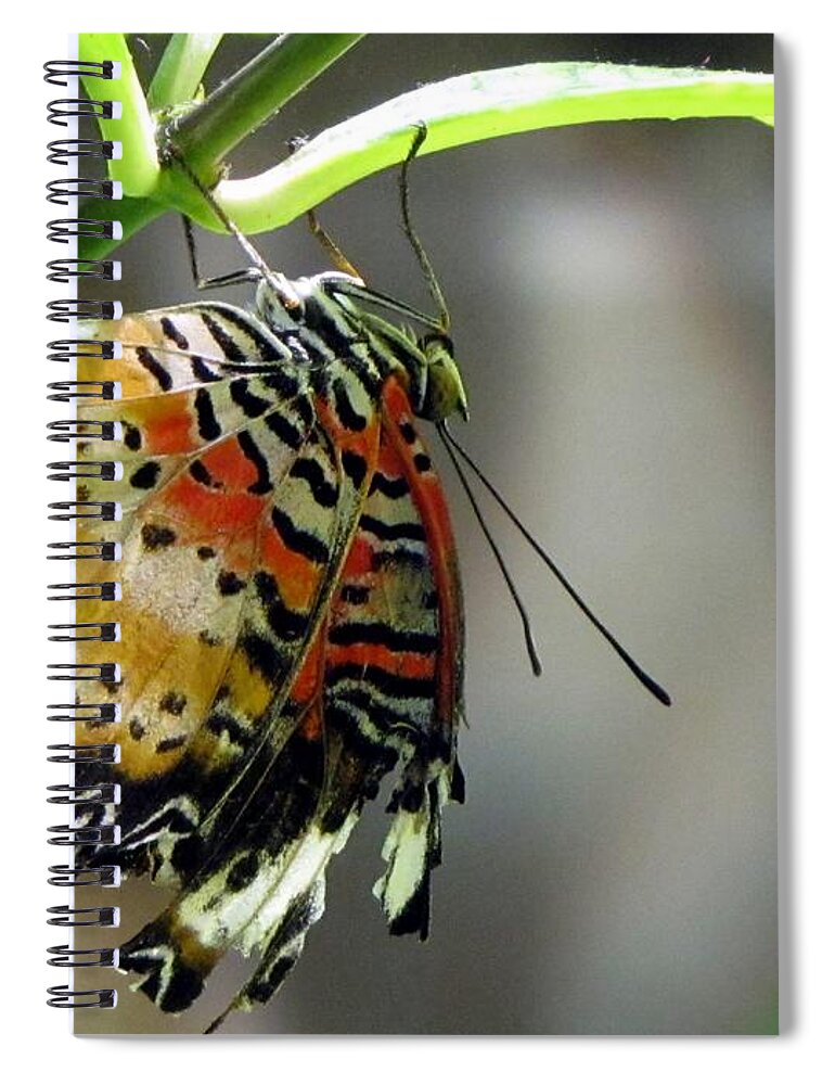 Butterfly Spiral Notebook featuring the photograph A Real Beauty by Jennifer Wheatley Wolf