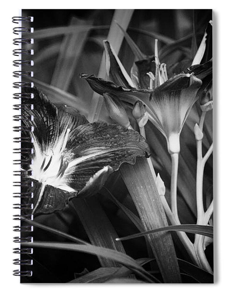Day Lilies Spiral Notebook featuring the photograph A Riot of No Color by Belinda Greb