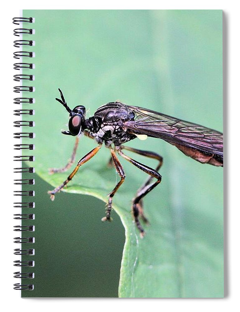 Dioctria Hyalipennis Spiral Notebook featuring the photograph A Robber Fly with a Smile by Doris Potter