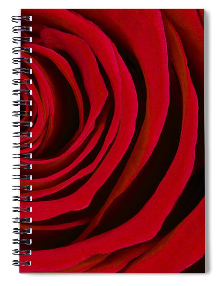 3scape Photos Spiral Notebook featuring the photograph A Rose for Valentine's Day by Adam Romanowicz