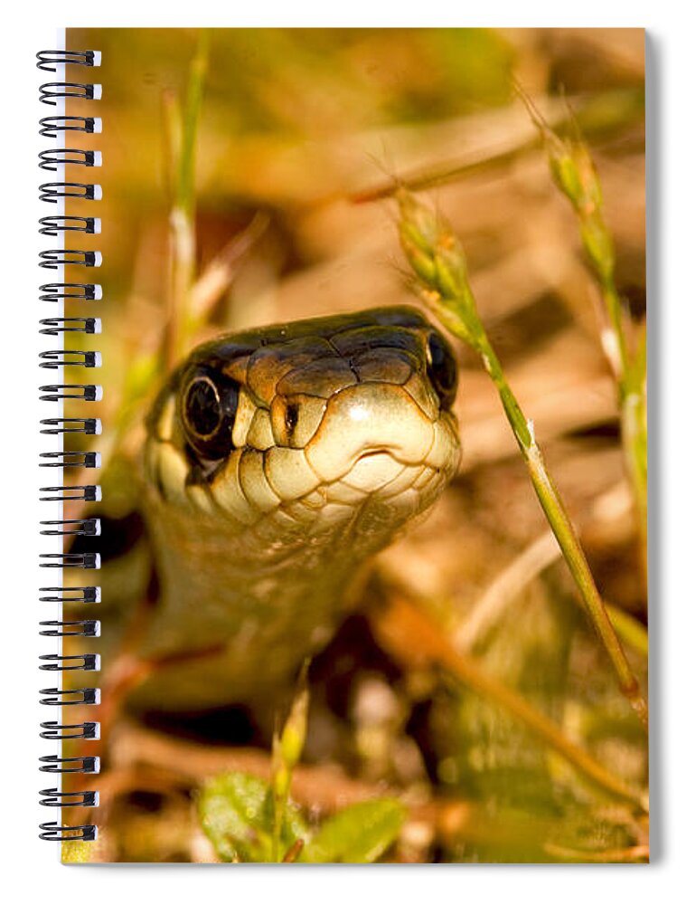 Snakes Spiral Notebook featuring the photograph A Snake in the Grass by Peggy Collins