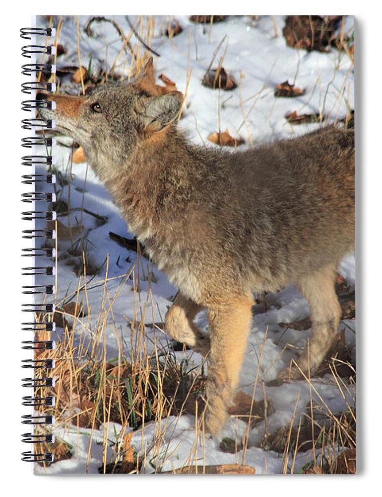 Coyote Spiral Notebook featuring the photograph A Sniff by Shane Bechler