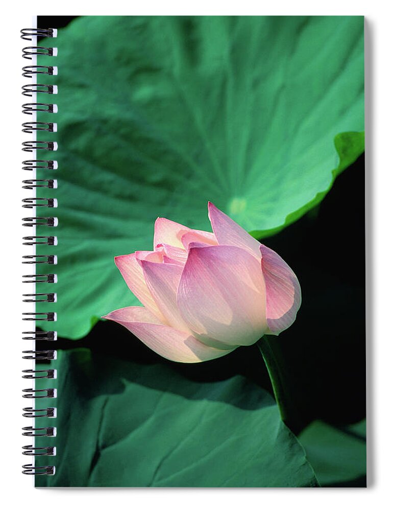 Southeast Asia Spiral Notebook featuring the photograph A Symbol Of Beauty And Purity, The by Anders Blomqvist