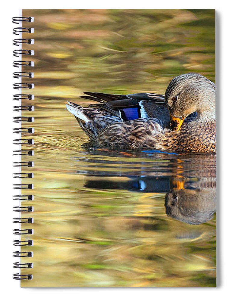 Mallard Spiral Notebook featuring the photograph A Touch of Blue - Mallard Santa Monica Mountains California by Ram Vasudev