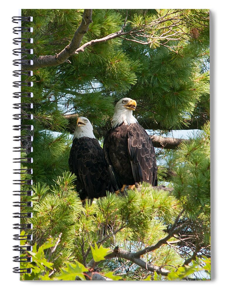Bald Eagle Spiral Notebook featuring the photograph A Watchful Pair by Brenda Jacobs