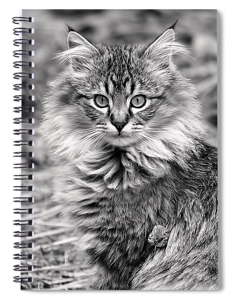Cat Spiral Notebook featuring the photograph A Young Maine Coon by Rona Black