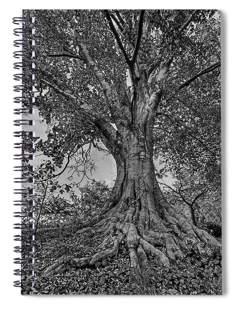 Abernatthy Park Spiral Notebook featuring the photograph Abernathy Beech Tree by Jerry Gammon