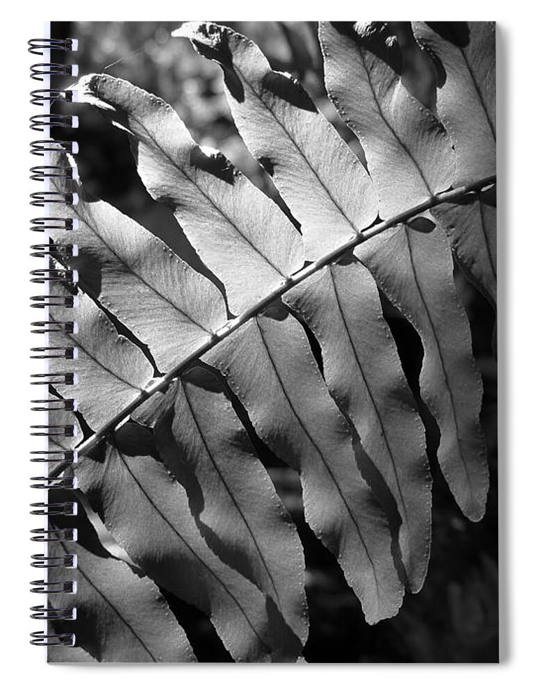Fern Spiral Notebook featuring the photograph Abstract - Botanical Light Play by Richard Reeve