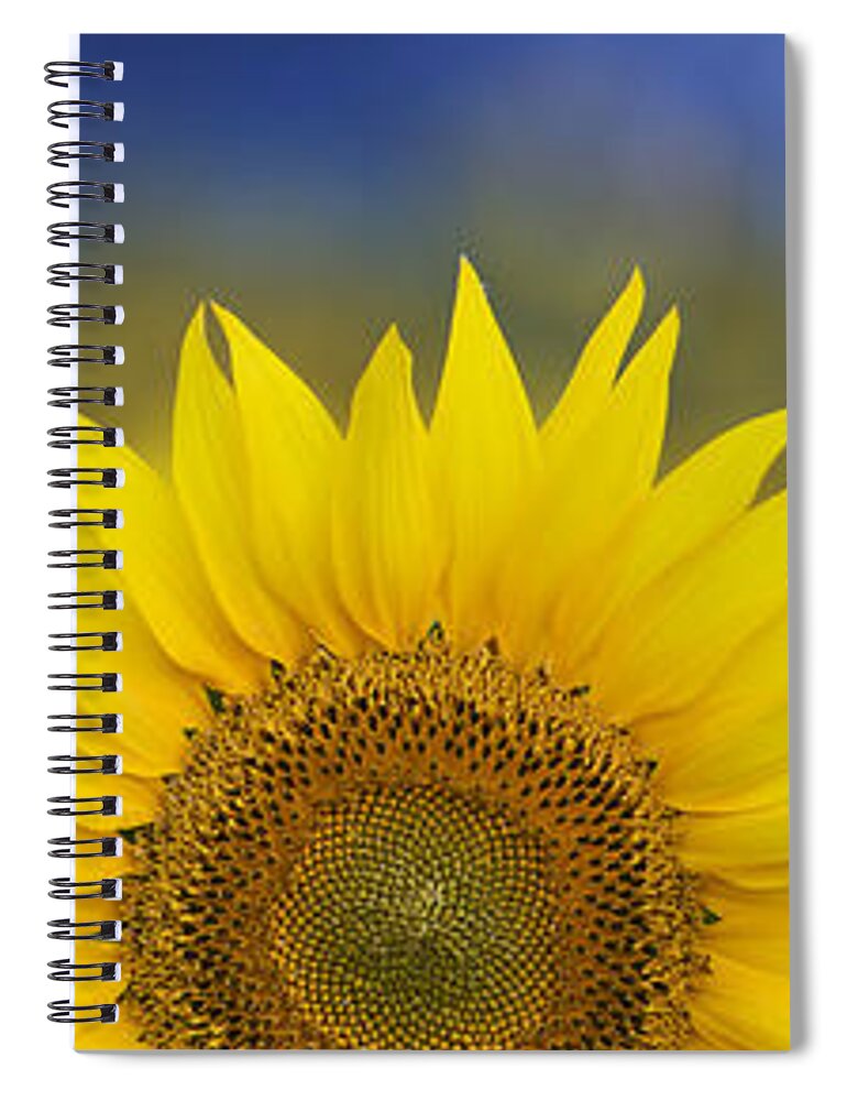 Sunflower Spiral Notebook featuring the photograph Abstract Sunflower Panoramic by Tim Gainey