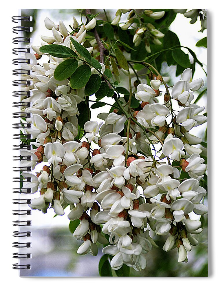 Nature Spiral Notebook featuring the photograph Acacia Tree Flowers by William Selander