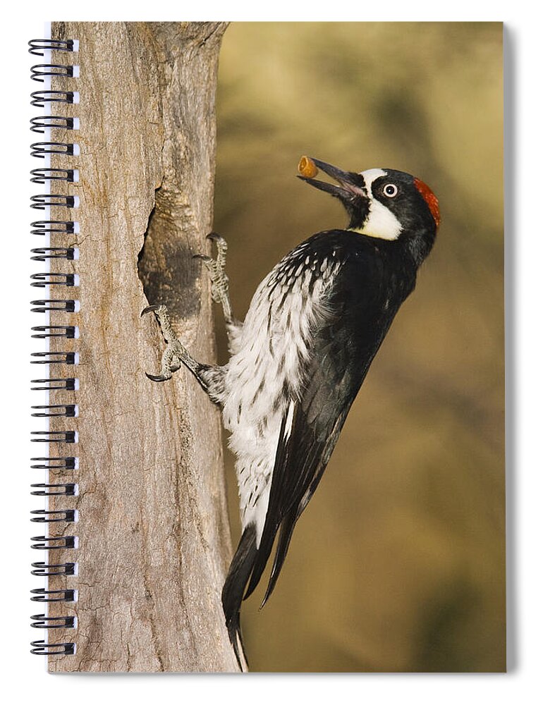 Feb0514 Spiral Notebook featuring the photograph Acorn Woodpecker Bringing Food To Nest by Tom Vezo