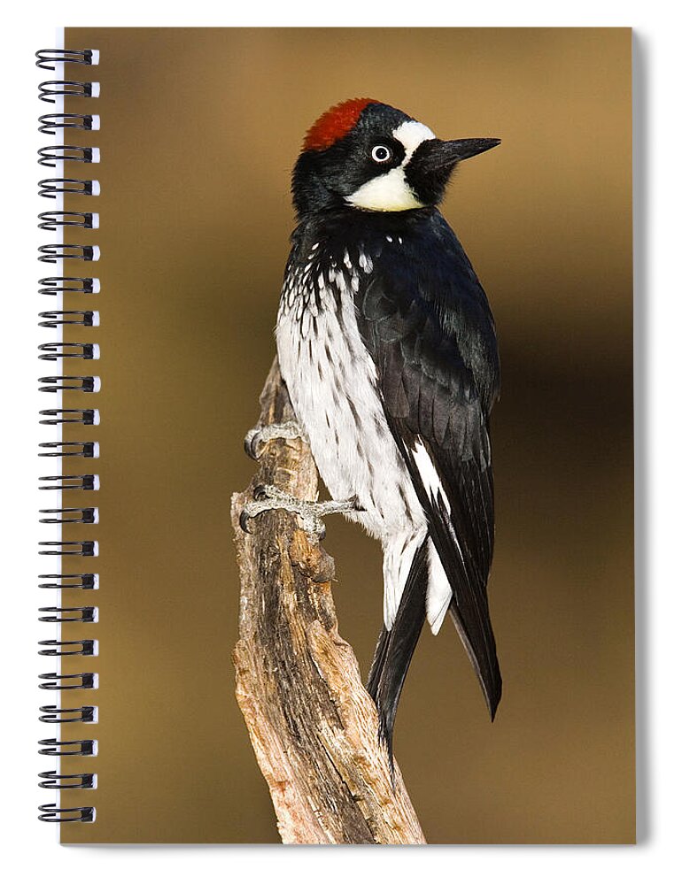 Feb0514 Spiral Notebook featuring the photograph Acorn Woodpecker Female Arizona by Tom Vezo