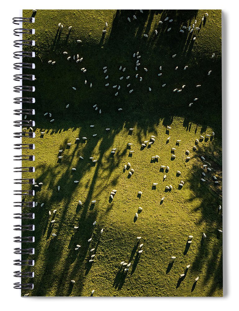 Grass Spiral Notebook featuring the photograph Aerial View Of Sheep Grazing by Jason Hosking