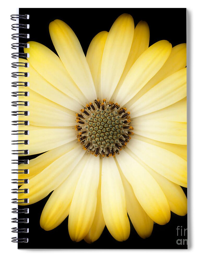 Daisy Spiral Notebook featuring the photograph African Daisy by Patty Colabuono