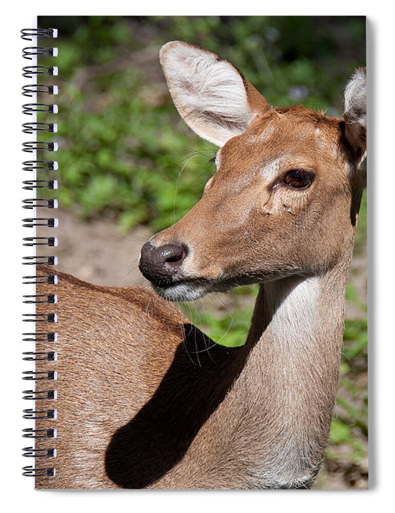 Deer Spiral Notebook featuring the photograph African Deer by John Black