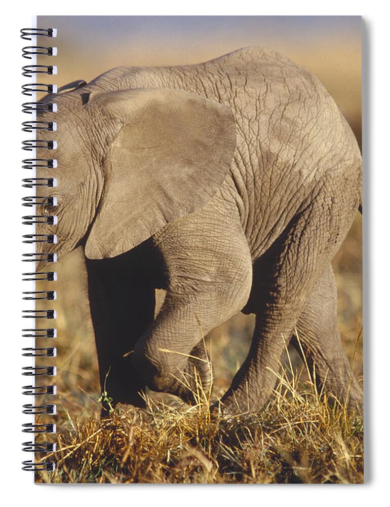 Feb0514 Spiral Notebook featuring the photograph African Elephant Baby Kenya by Tim Fitzharris