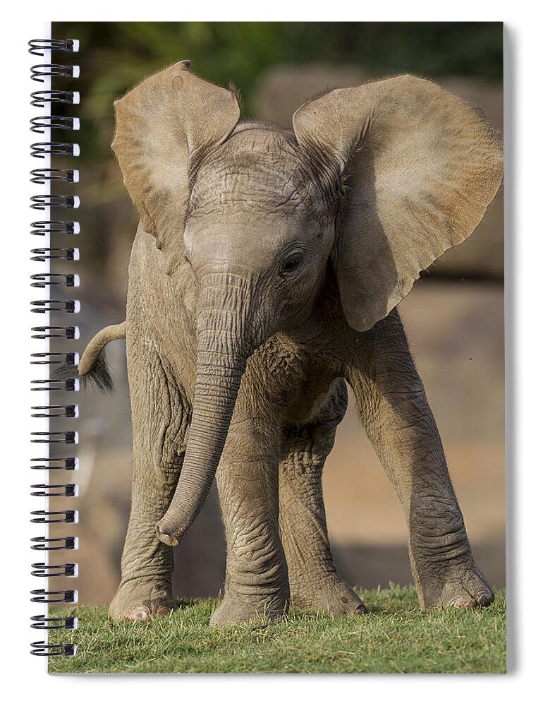 Feb0514 Spiral Notebook featuring the photograph African Elephant Calf Displaying by San Diego Zoo