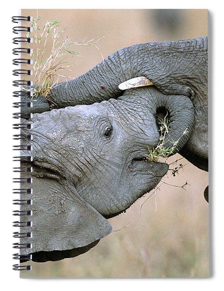 00344808 Spiral Notebook featuring the photograph African Elephant Calves Playing by Yva Momatiuk and John Eastcott