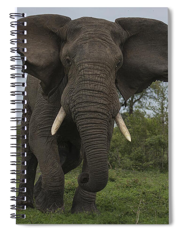 Sergey Gorshkov Spiral Notebook featuring the photograph African Elephant Charging Sabi-sands by Sergey Gorshkov