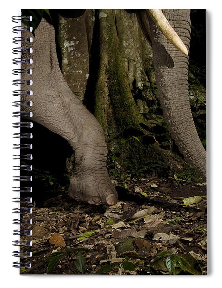 Sebastian Kennerknecht Spiral Notebook featuring the photograph African Elephant Night Walk Kibale Np by Sebastian Kennerknecht