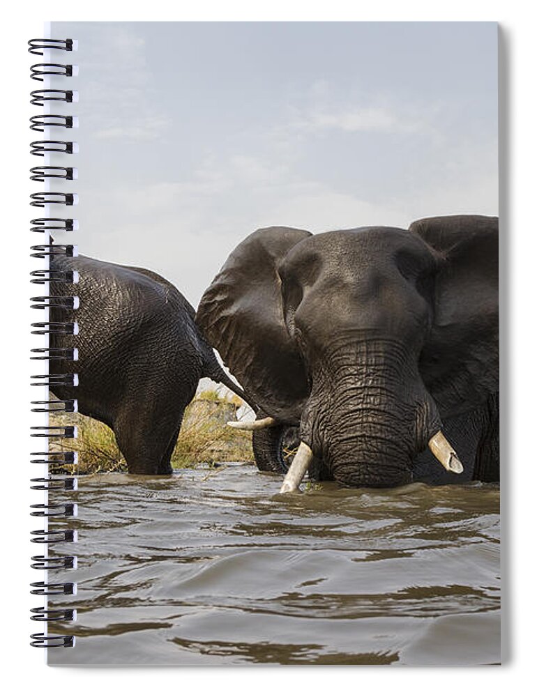 Vincent Grafhorst Spiral Notebook featuring the photograph African Elephants In The Chobe River by Vincent Grafhorst