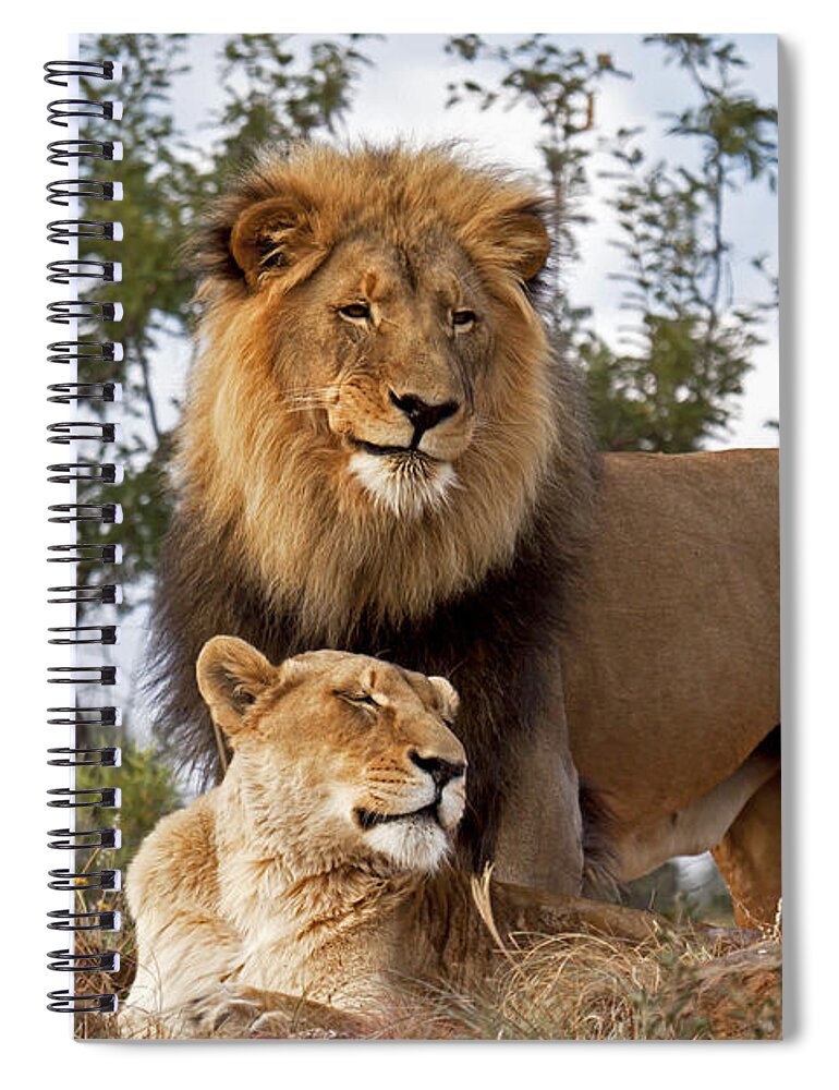 Nis Spiral Notebook featuring the photograph African Lion And Lioness Botswana by Erik Joosten