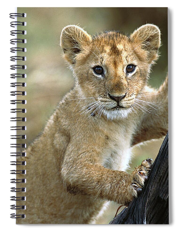 00344603 Spiral Notebook featuring the photograph Lion Cub in Masai Mara by Yva Momatiuk John Eastcott