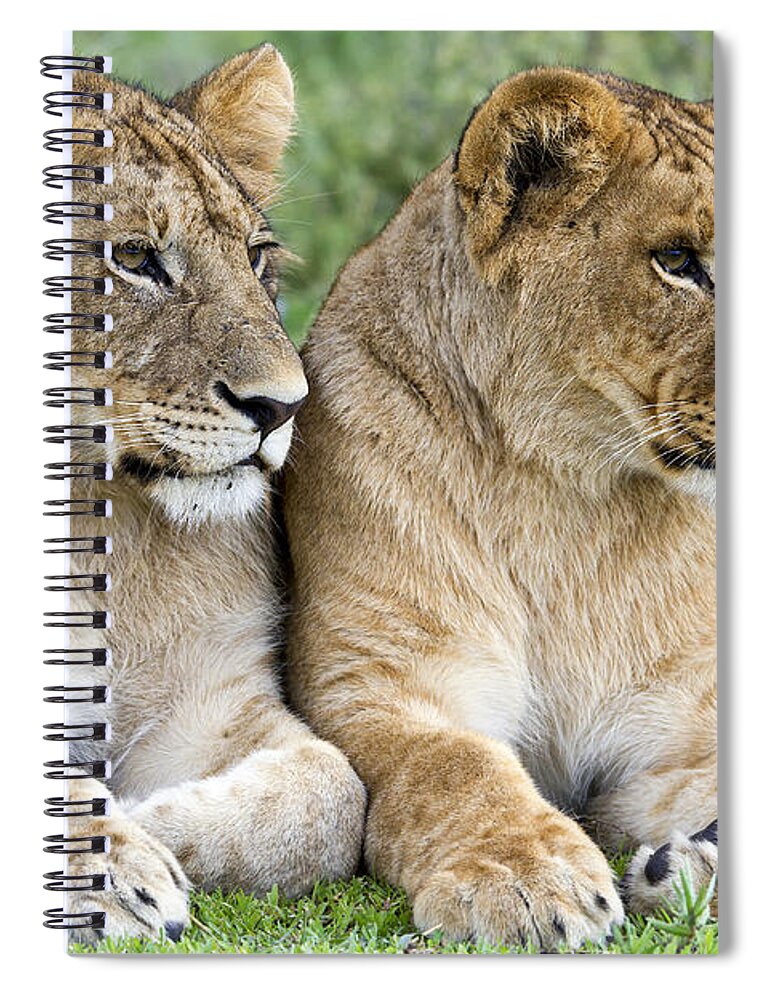 Nis Spiral Notebook featuring the photograph African Lion Juveniles Serengeti Np by Erik Joosten