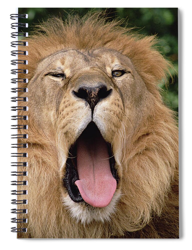 Feb0514 Spiral Notebook featuring the photograph African Lion Yawning by Gerry Ellis