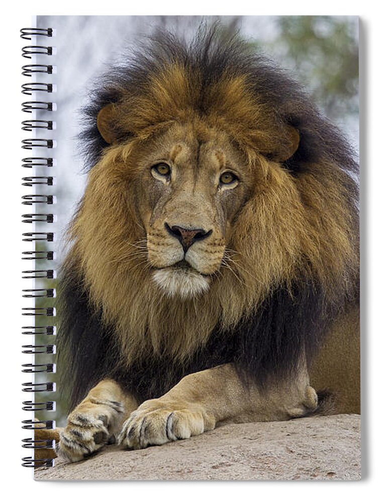 534529 Spiral Notebook featuring the photograph African Lion by Zssd