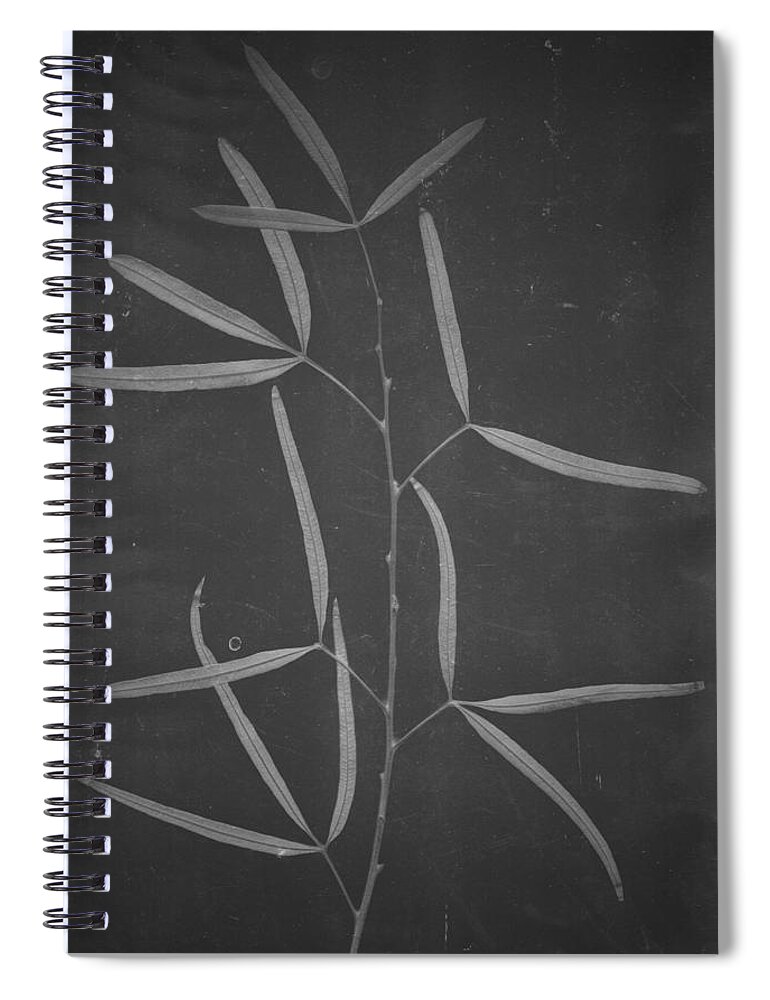 Leaves Spiral Notebook featuring the photograph African Sumac by Mark Ross